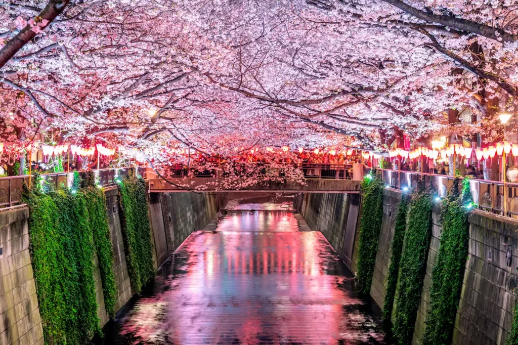 hanami