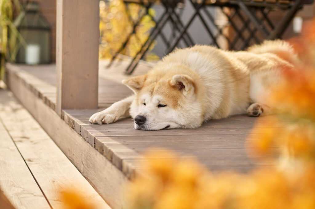 Perro akita inu esperando como hachiko